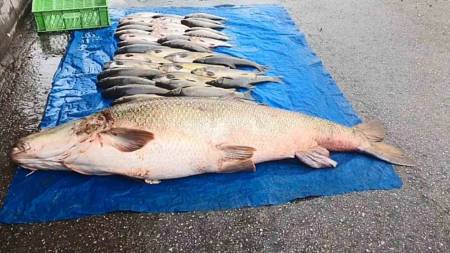 Elazığ'da Dev Turna Yakalandı: 52 Kilogram