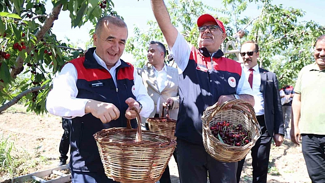 Elazığ'da Kiraz Hasadı Tüm Hızıyla Sürüyor