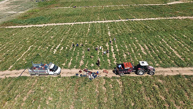 Elazığ'da 7 Bin Dönümlük Alanda Domates Hasadı
