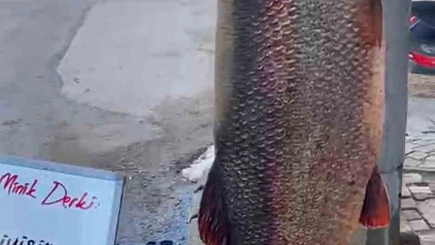 Elazığ'da Dev Turna Balığı Yakalandı