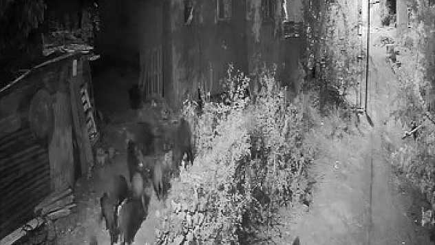 Elazığ'da yiyecek bulamayan domuz sürüsü bahçeye indi