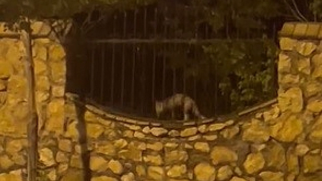 Elazığ'da Tilkinin Tavuk Avı Kamerada