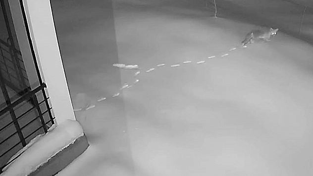 Elazığ'da Yaban Hayvanları Yerleşim Yerlerine Yaklaştı