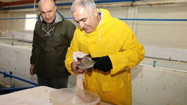 Elazığ'da alabalık sağımı çalışmaları devam ediyor.