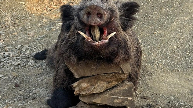 Elazığ'da avcılar, 200 kiloluk bir domuz avladı.