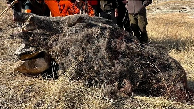 Elazığ'da avcılar 250 kilogram ağırlığında bir yaban domuzu avladı.