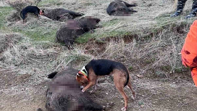 Elazığ'da avcılar, domuz sürüsünü avladı.