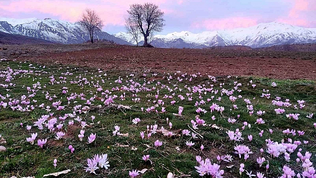 Elazığ'da Çiğdemler Erken Açtı