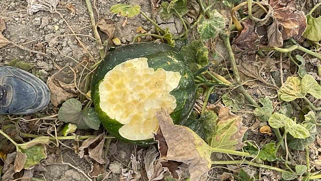 Elazığ'daki bahçeler yaban domuzlarının istilasına uğradı.