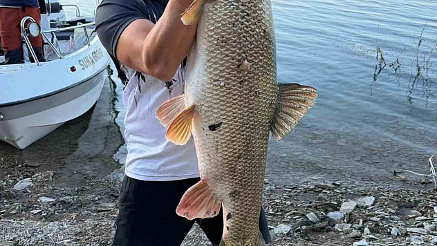 Elazığ'da Balıkçı 70 Kiloluk Turna Avladı.