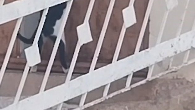 Elazığ'da Şaşırtan Anlar: Kedi Kapıyı Açıp Eve Girdi