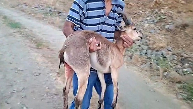 Elazığ'da Köpeklerin Saldırdığı Dağ Keçisini Kucağında Taşıdı