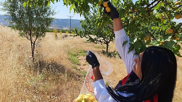 Elazığ'da Pestisit Kalıntısına Karşı Sıkı Denetim