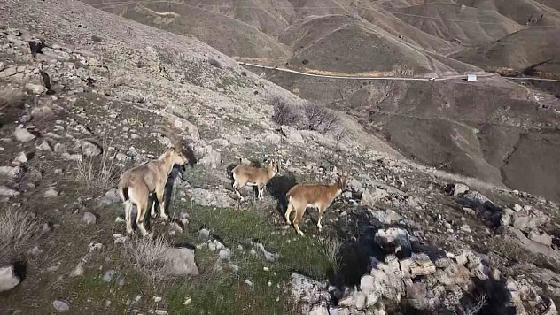 Elazığ'da Dağ Keçileri Havadan Görüntülendi