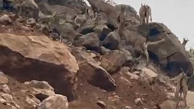 Elazığ'da, dağ keçilerinin sürü halinde görüntülenmesi dikkat çekti.