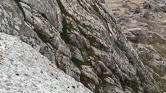 Elazığ'da dağ keçileri bir sürü halinde gözlemlendi.