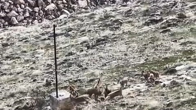 Elazığ'da Sürü Halinde Dağ Keçileri Görüntülendi