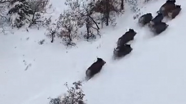 Elazığ'da domuz sürüsü görüntülendi