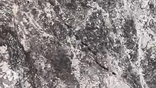 Elazığ'da Domuz Sürüsü Görüntülendi