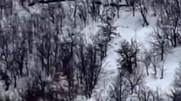 Elazığ'da Domuz Sürüsü Kamerada: 'Ordu Geliyor' Diyerek Kaydetti