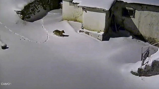 Elazığ'da Yerleşim Yerine İnen Kurt Görüntülendi