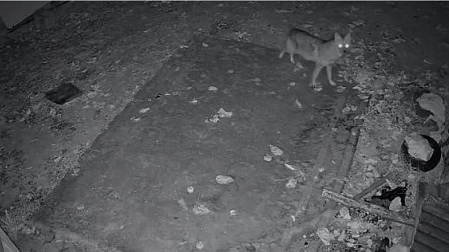 Elazığ'da bir evin çevresinde yiyecek arayışı içinde olan çakal, kameraya yansıdı.