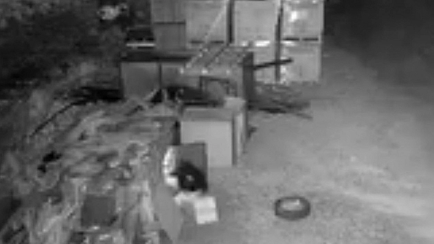 Elazığ'da gerçekleşen güvercin hırsızlığı güvenlik kameralarına takıldı.