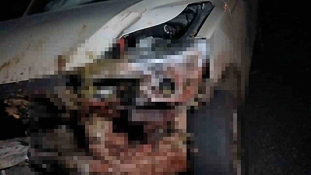 Elazığ'da 30 küçükbaş hayvan telef oldu