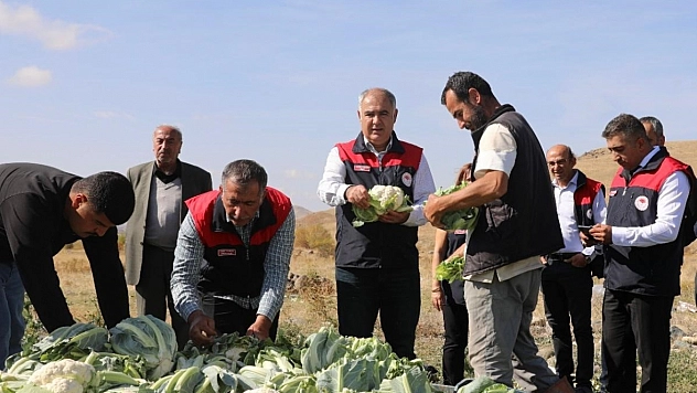 Elazığ'da Karnabahar Hasadına Başlanıldı.