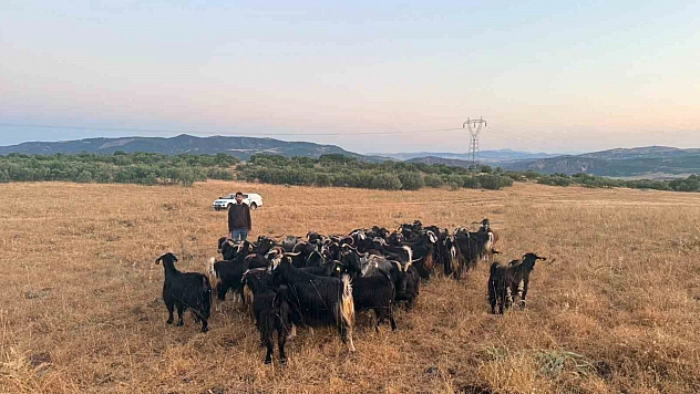 Elazığ'da Kayıp Keçiler Dronla Bulundu