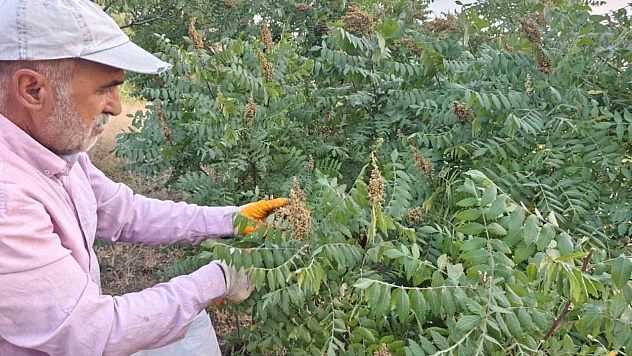 Kebapların Vazgeçilmezi Sumağın Elazığ'da Hasadı Başladı