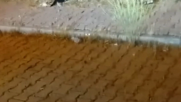 Elazığ'da Kedi ile Yılanın Mücadelesi Kamerada