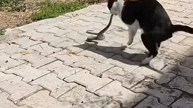 Kedi ile Yılanın Mücadelesi Kameraya Yansıdı