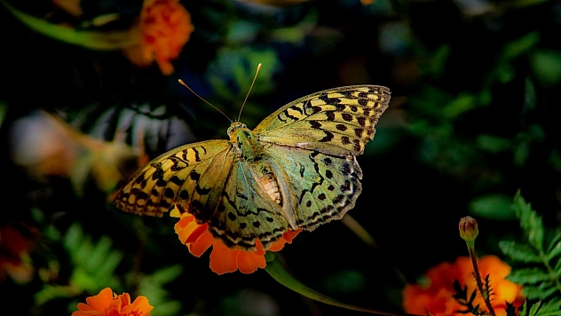 Elazığ'da Kelebeklerin Çiçeklerle Buluşması Adeta Bir Görsel Şölen Sundu