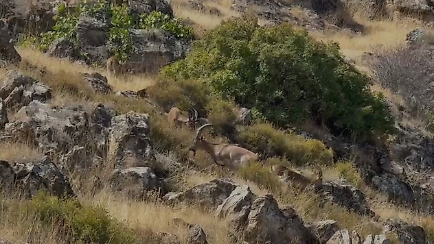 Elazığ'da Koruma Altındaki Dağ Keçileri Sürü Halinde Görüntülendi