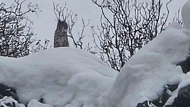 Elazığ'da koruma altındaki vaşak görüntülendi