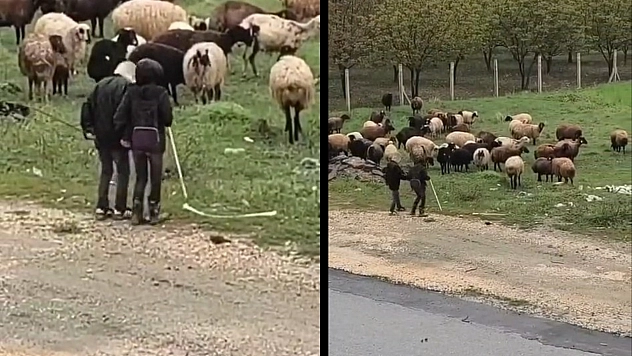Elazığ'da Küçük Çobanlardan Sürü Başında Halay