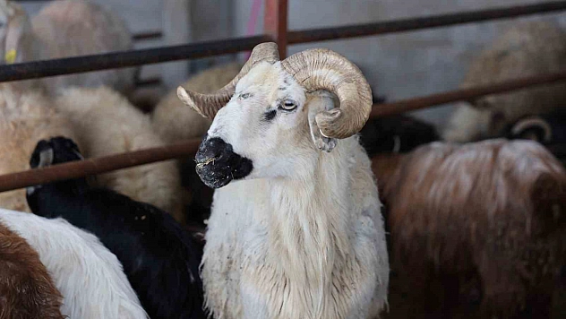 Elazığ'da Kurbanlıklar Pazara İndi