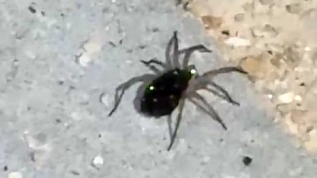 Elazığ'da kurt örümceğine rastlandı.