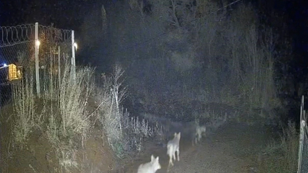 Elazığ'da kurtlar grup halinde gözlemlendi.