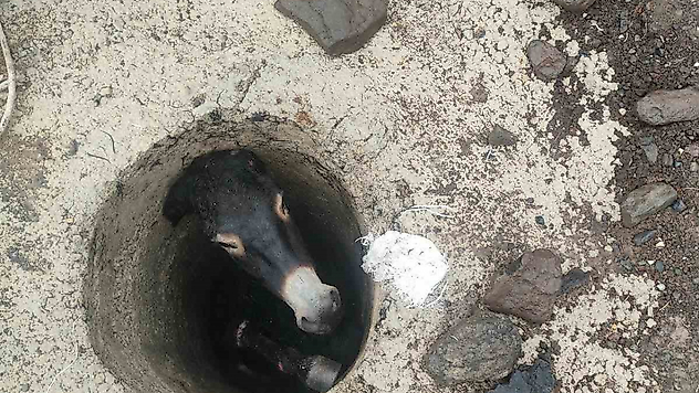 Elazığ'da Kuyuya Düşen Eşek İçin Seferber Oldular