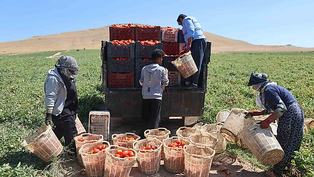 Mevsimlik İşçilerin Elazığ'da Ekmek Mücadelesi Sürüyor