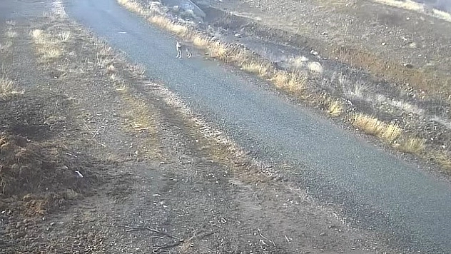 Elazığ'da Yerleşim Yerine İnen Kurt Kamerada