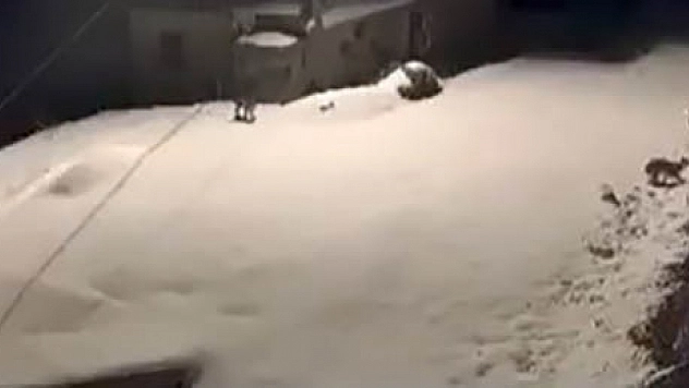 Elazığ'da Nadir Görülen Vaşak Ailesi Görüntülendi