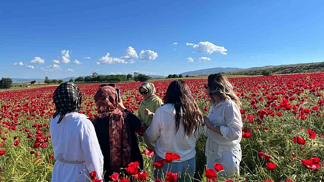 Elazığ'da Gelincik Tarlası Görsel Şölene Dönüştü