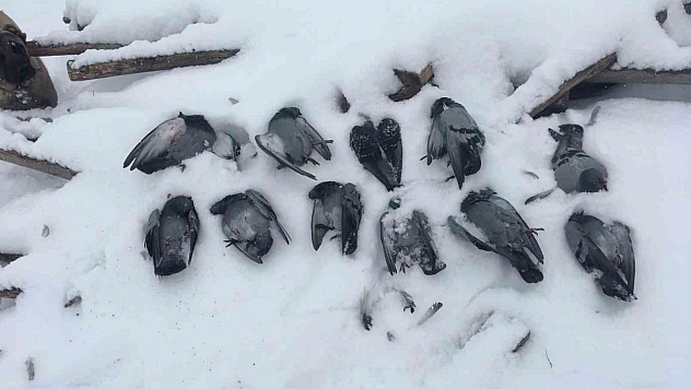 Elazığ'da soğuk hava koşulları nedeniyle onlarca güvercin donarak hayatını kaybetti.