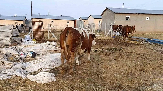 Elazığ'da şap hastalığı ve artan ölümler üreticiyi zorluyor.