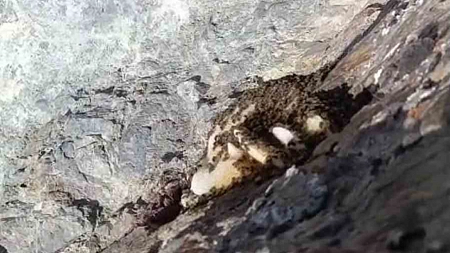 Elazığ'da Kayalıkların Arasında Doğal Kaya Balı Ortaya Çıktı