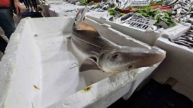 Elazığ'da satışa sunulan köpek balığı, büyük ilgi topladı
