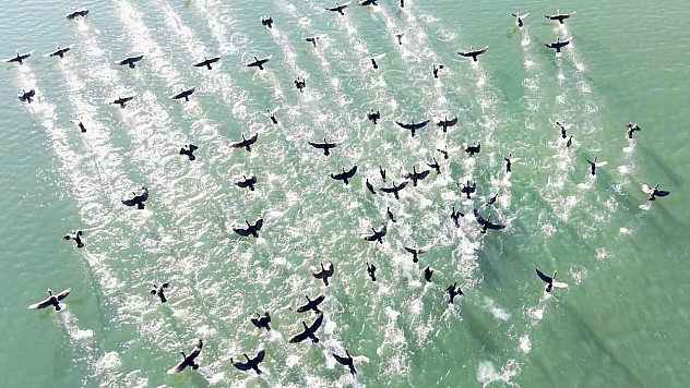 Elazığ'da soğuk havaların hakim olduğu günlerde, doğanın sessiz misafirleri olan kara bataklar  göze çarpıyor.